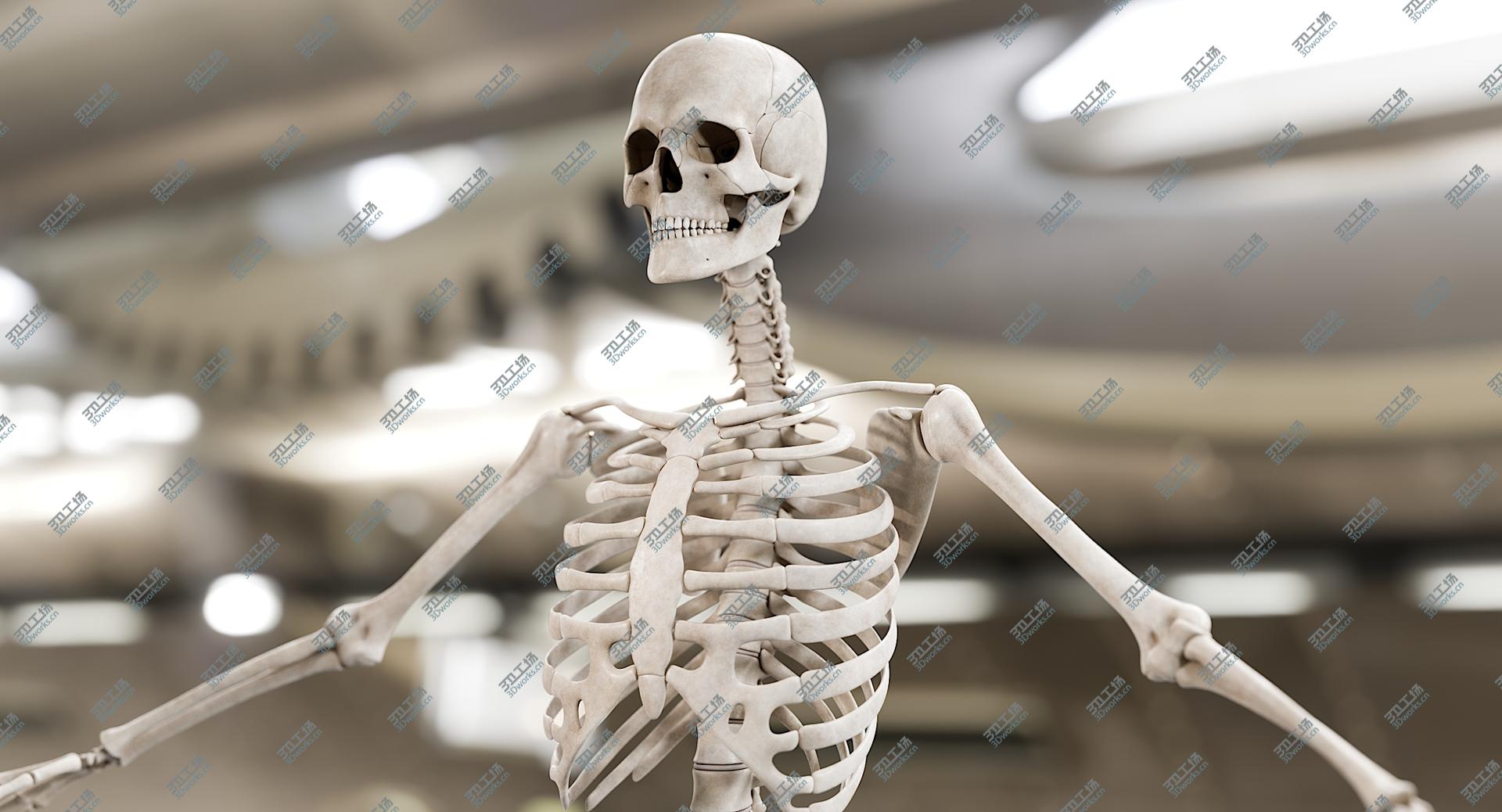 images/goods_img/202104092/Male Skeleton 3D/2.jpg